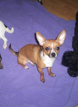 Taz
