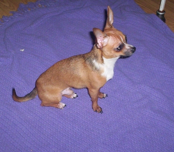 Taz