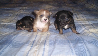 Parents: Betty & Taz