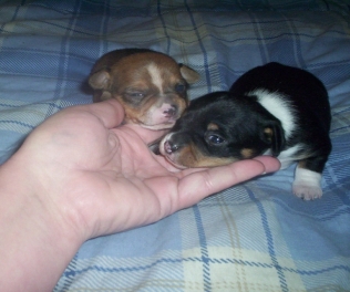 Parents: Minnie & Taz
