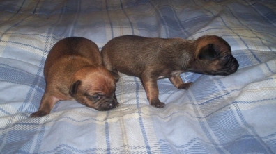 Parents: Princess & Taz